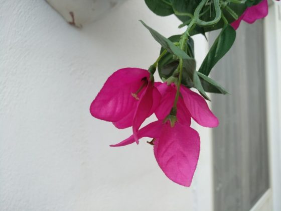 Macro 1