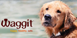 Waggit collare smart cani Kickstarter